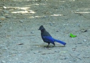 stellersjay