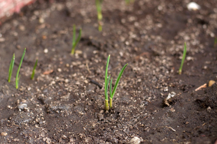 garlic scapes