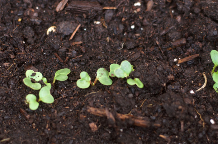 radish seedlings