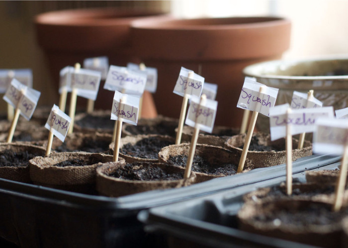 My crappy DIY plant markers lasted all of a day. Sigh.