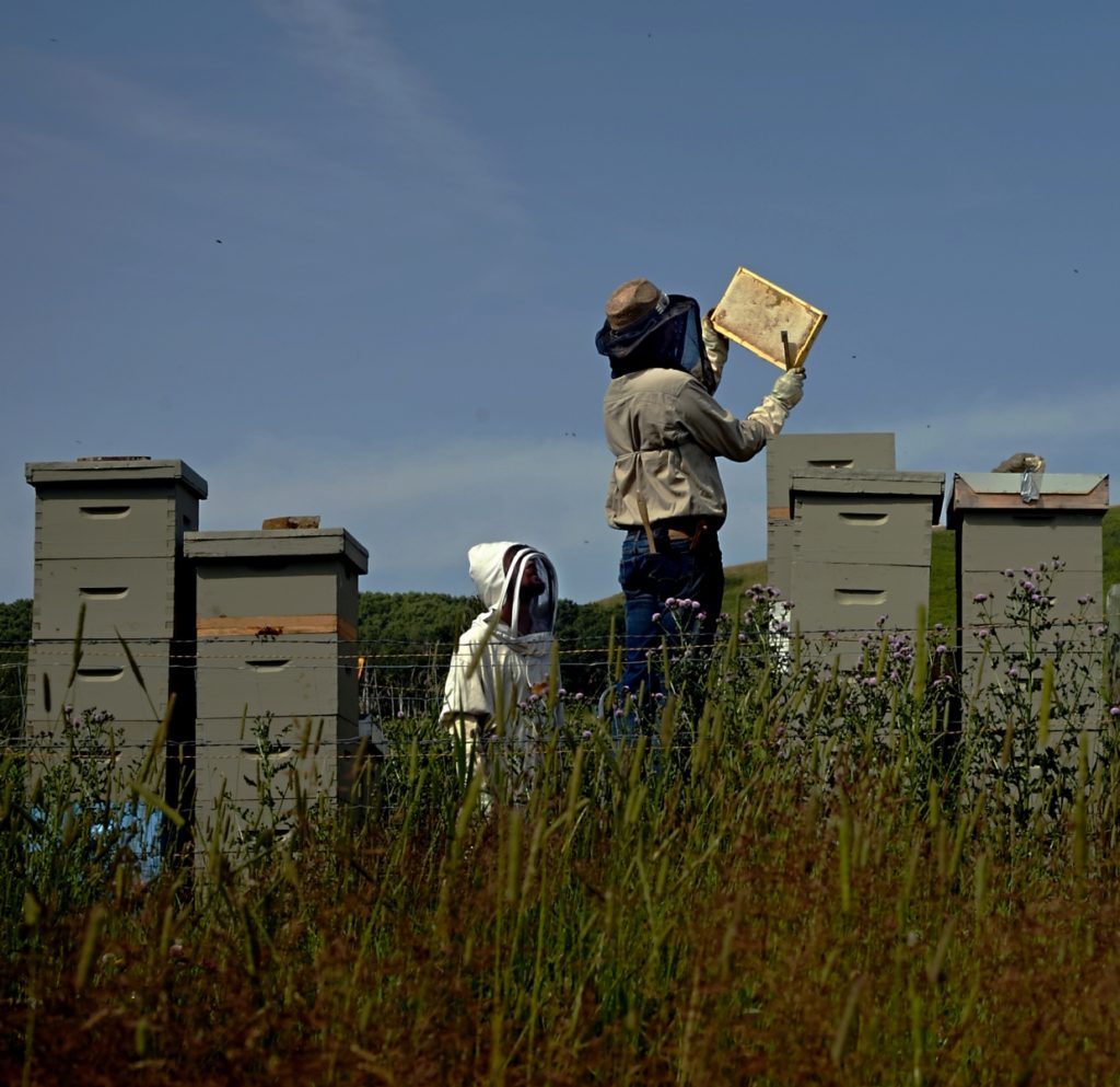 Hugo and his son Bjorn harvesting honey at Spirit Hills Alberta honey wine